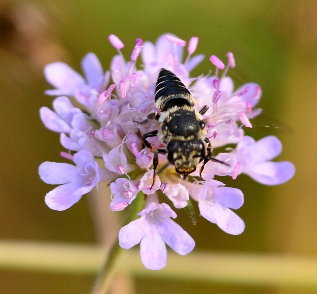 Apidae Megachilinae: Coelioxys sp.